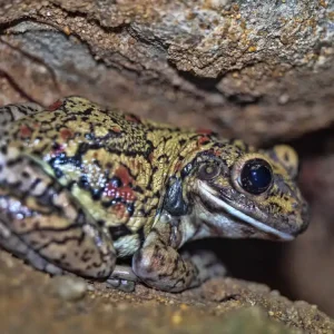 Abverkauf Schwarzgefleckter Riesenlaubfrosch, Trachycephalus nigromaculatus